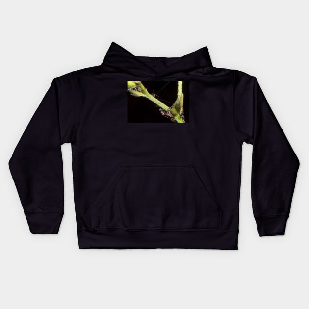 Unique and organic photo of a swarm of ants tending a treehopper Kids Hoodie by AvonPerception